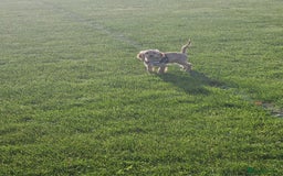 Cockapoo dogs for sale: Cockerpoo  - Image 26