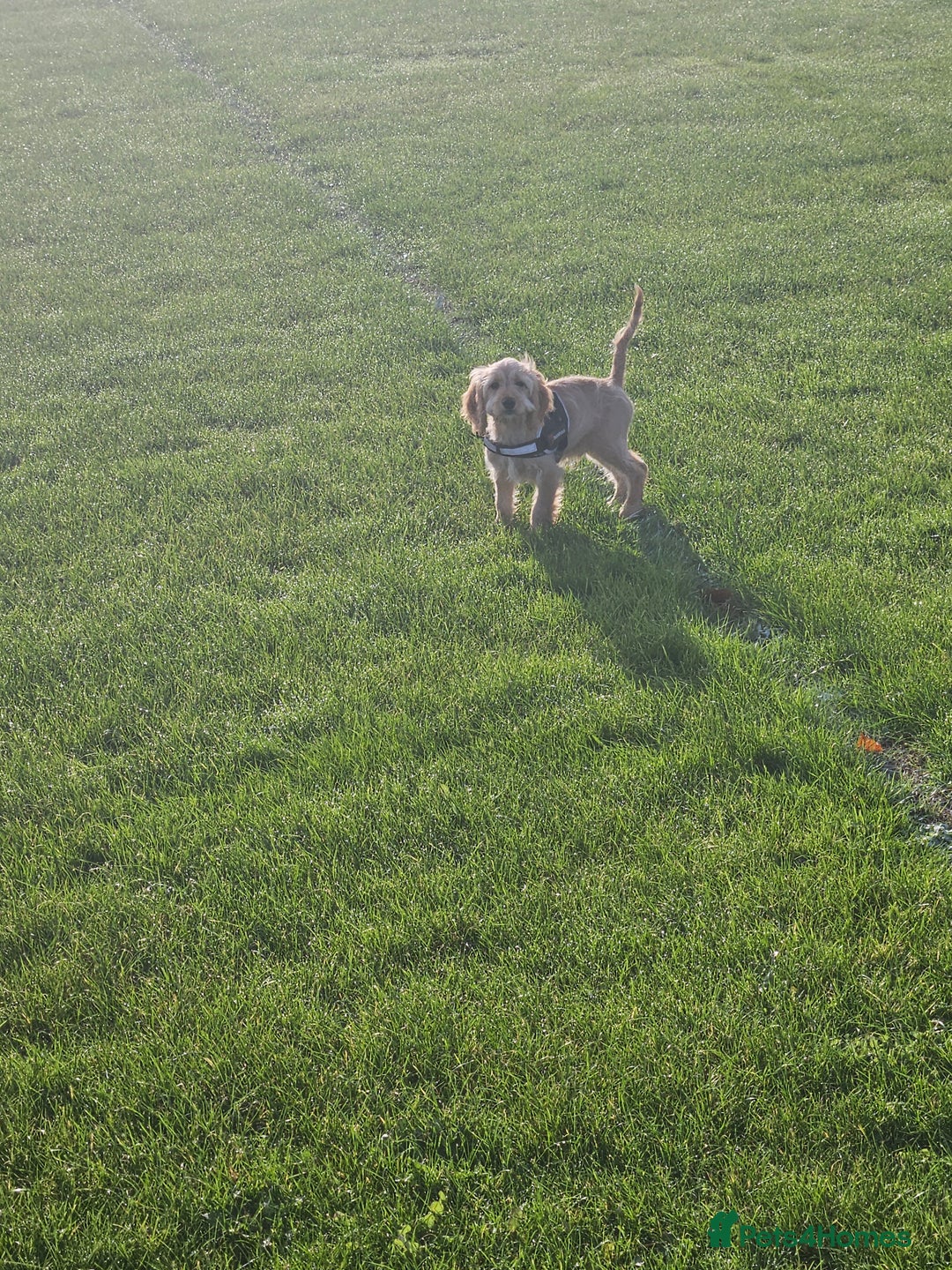 Cockapoo dogs for sale: Cockerpoo  - Image 26