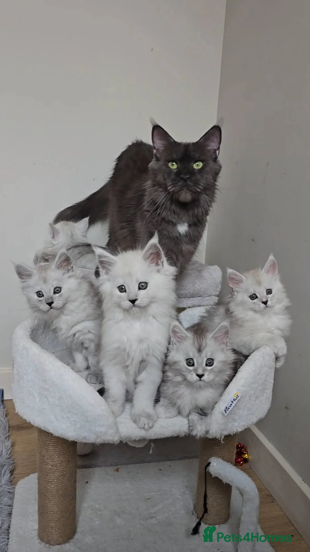 Maine Coon cats for sale: Blue Shaded Maine Coon kittens - Advert 2