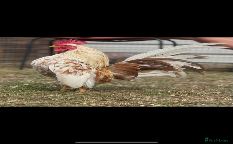Chickens poultry - Advert 5