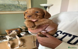 Cocker Spaniel dogs for sale: Kc registered Cocker Spaniel  - Image 4