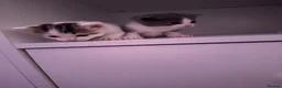 Ragdoll cats for sale: Ragdoll Kittens Ready Now – Birmingham in Birmingham - Advert 21