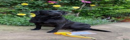 Labrador Retriever dogs for sale: Black Labrador Puppies, 5* Licensed Breeder - Advert 17
