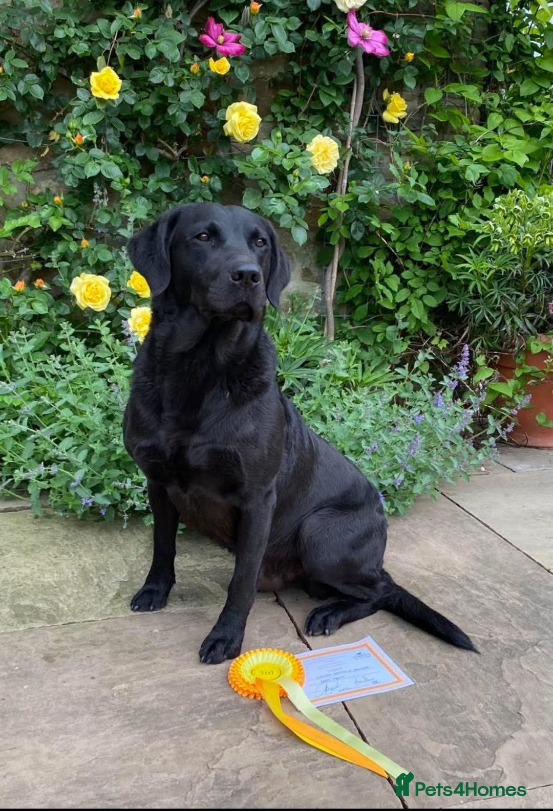 Labrador Retriever dogs for sale: Black Labrador Puppies, 5* Licensed Breeder - Advert 17