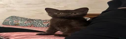 British Shorthair cats for sale: ✨Only 1 British Shorthair Left - Ready to go✨ - Advert 6