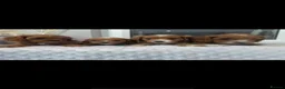 Cavapoo dogs for sale: Beautiful Extensively Health Tested F1 Cavapoos🐶 - Advert 8