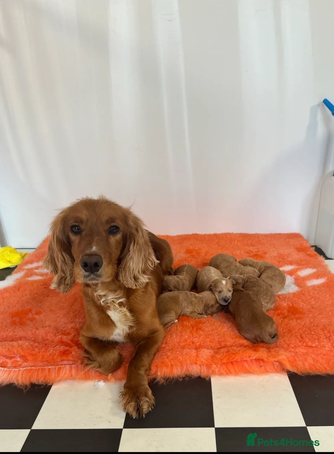 Cockapoo dogs for sale: F1 COCKAPOOS pra clear (council lincesed) - Advert 8