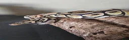 Python Snake reptiles for sale: Pastel Trojan het Clown Royal Python and setup  in Kendal - Advert 12