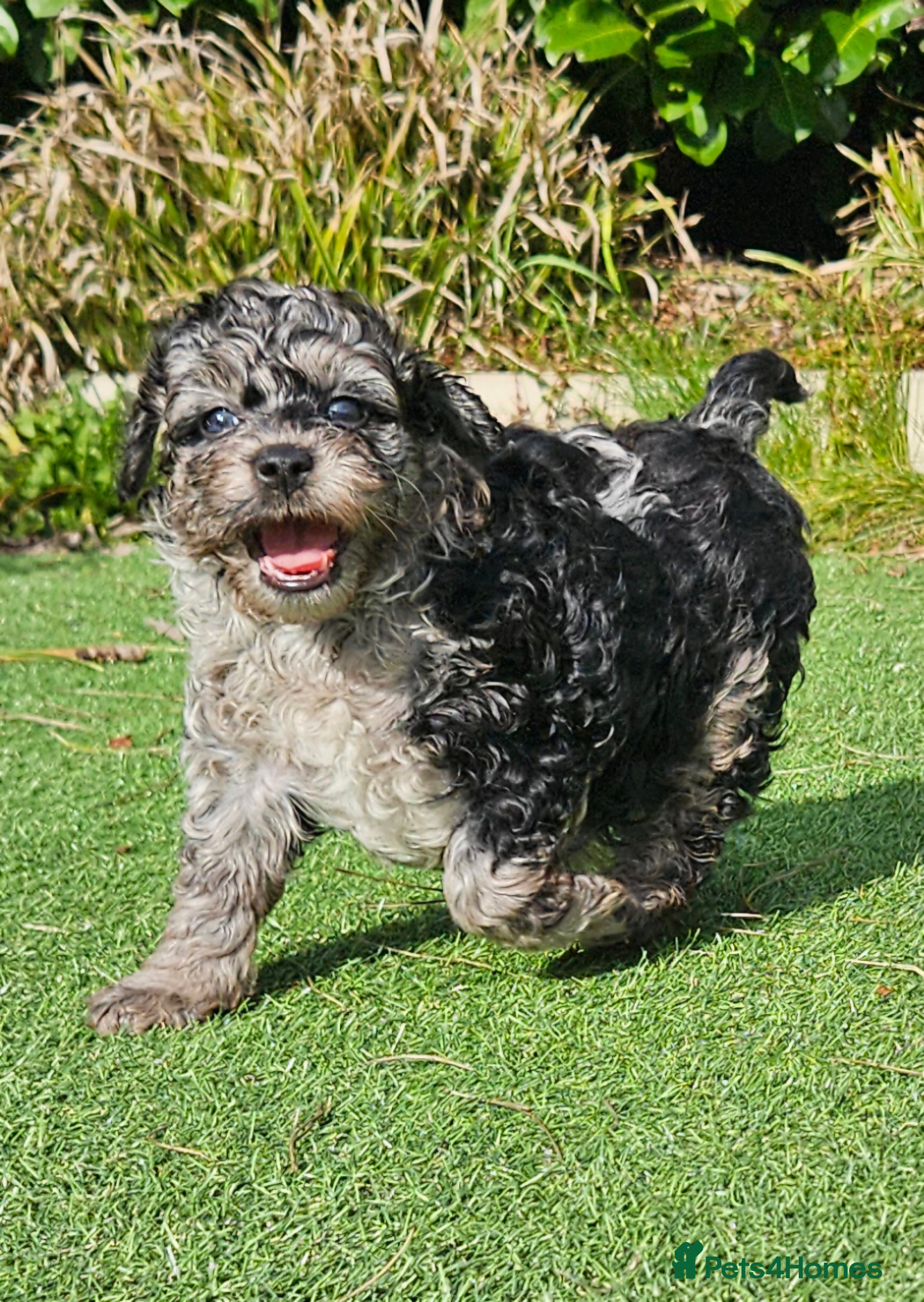 Cockapoo dogs F1b toy American  cockerpoos puppies  - Advert 6