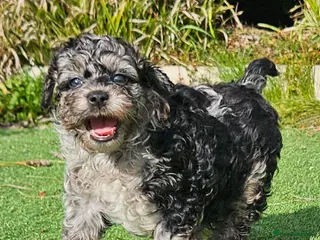 Cockapoo dogs F1b toy American cockerpoos puppies - Advert 6