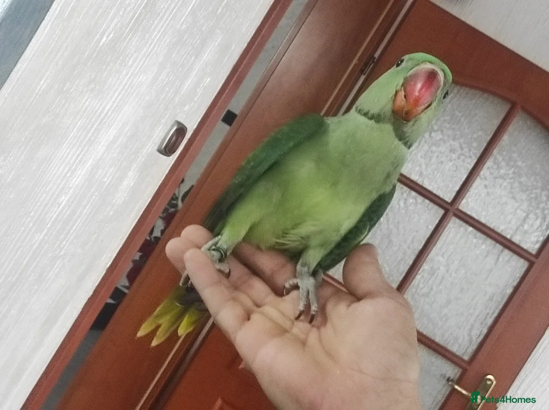 Parrots birds for sale: Alexandrine parrots hand reared babies super tamed - Advert 2