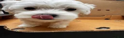 Maltese dogs for sale:   Maltese boys  - Advert 9