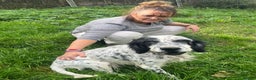 English Setter dogs for adoption: Mascotte - Advert 7
