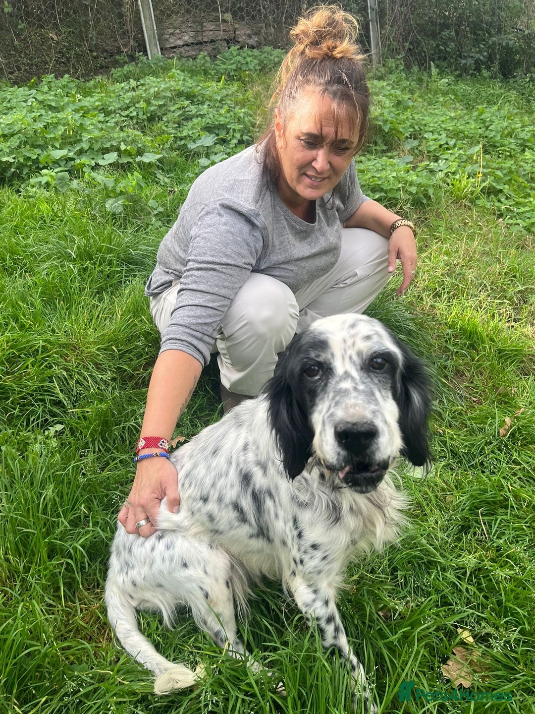 English Setter dogs for adoption: Mascotte - Advert 7