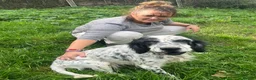 English Setter dogs for adoption: Mascotte - Advert 7