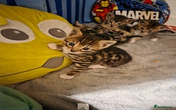Bengal cats for sale: Bengal X kittens - Image 23