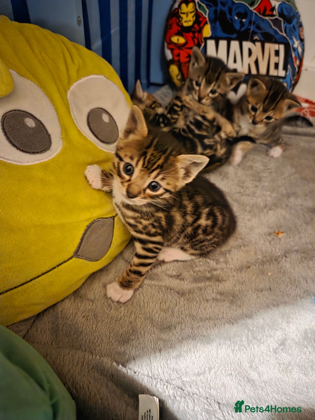 Bengal cats for sale: Bengal X kittens - Image 23