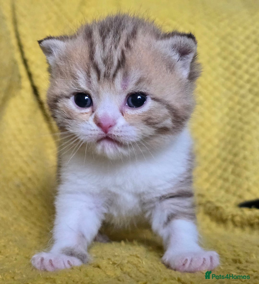 British Shorthair cats for sale: 1 BOY LEFT TICA reg BSH and BLH kittens - Advert 19