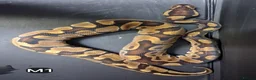 Python Snake reptiles for sale: Royal Pythons Male and Females  - Advert 13