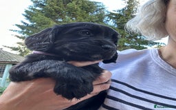 Cocker Spaniel dogs for sale: Upcoming Litter: KC Working Cocker Puppies - Image 35
