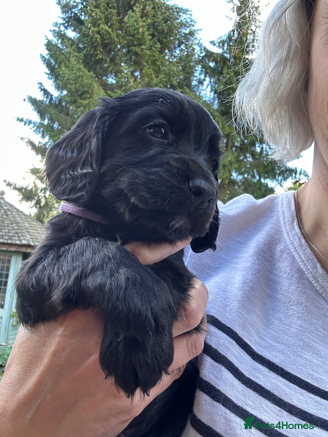 Cocker Spaniel dogs for sale: Upcoming Litter: KC Working Cocker Puppies - Image 35