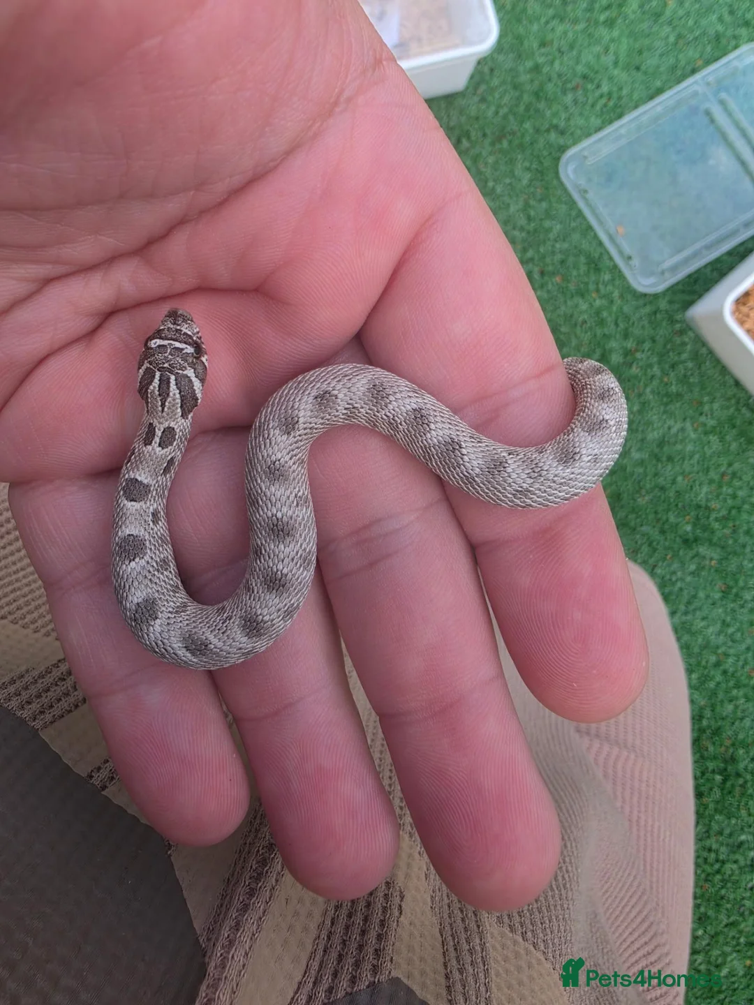 Snake reptiles for sale: Western Hognose Snakes  in Belper - Advert 2