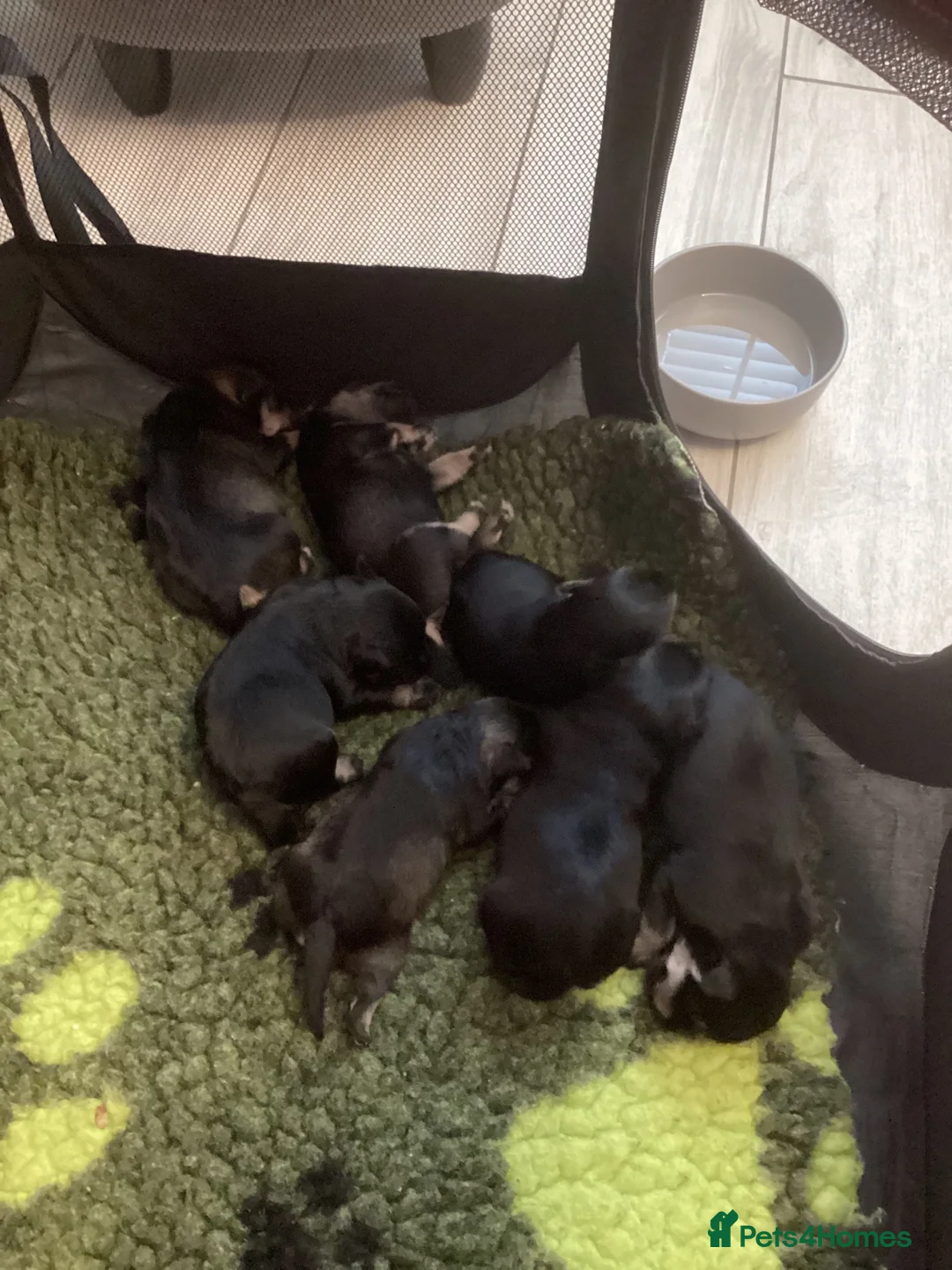 Miniature Schnauzer dogs for sale: Council licensed 5* Mini Schnauzer Breeders - Advert 12