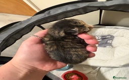 Domestic Shorthair cats for sale: Kitten for sale  - Image 5