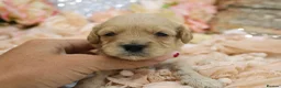 Cavapoo dogs for sale: *Health tested* F1 Cavapoos in Wisbech - Advert 14