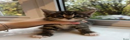 Maine Coon cats for sale: Little Half Main Coons - Advert 24
