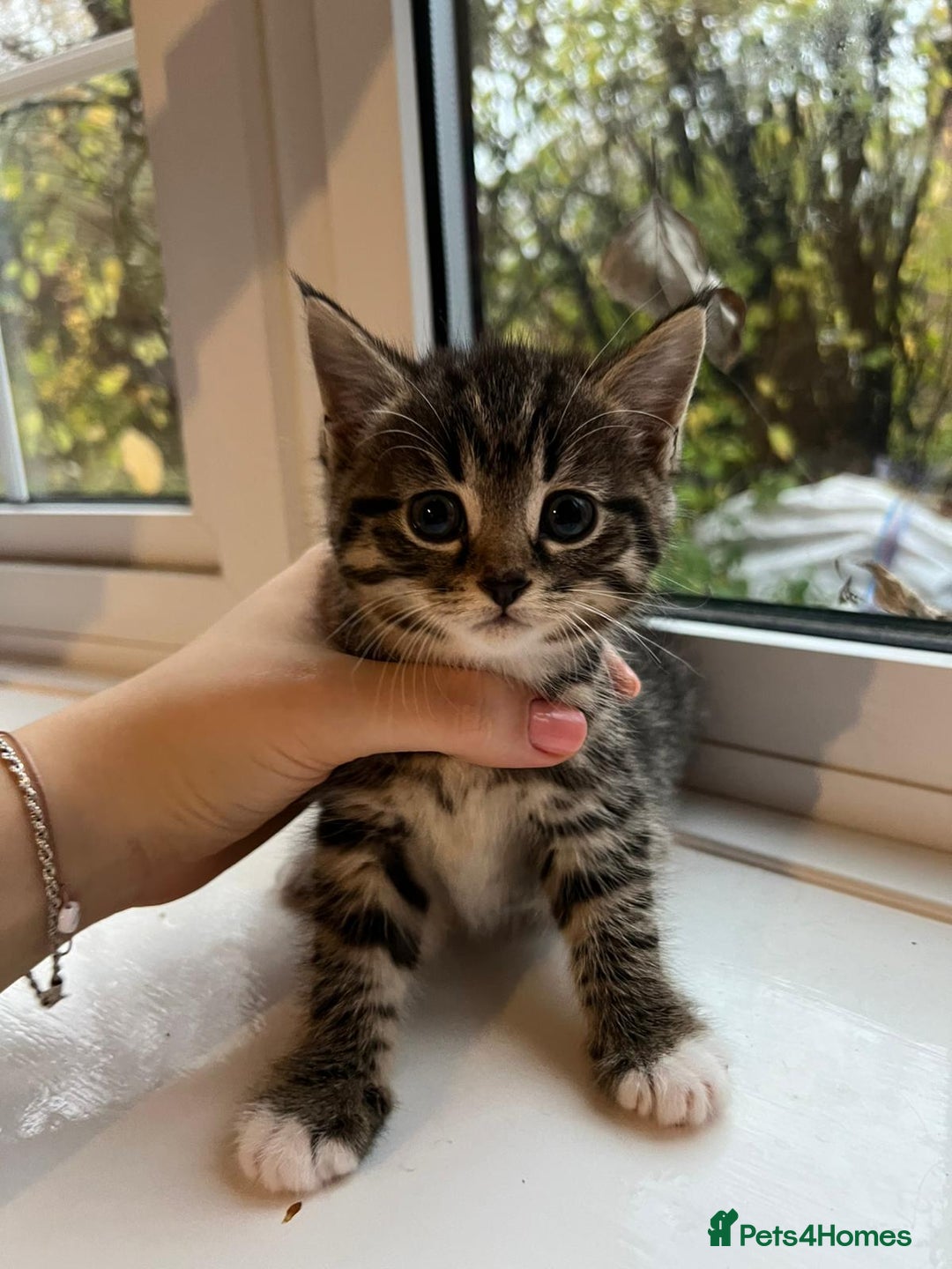 Maine Coon cats for sale: Little Half Main Coons - Advert 24