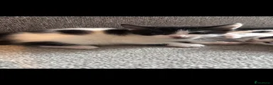Mixed Breed 1