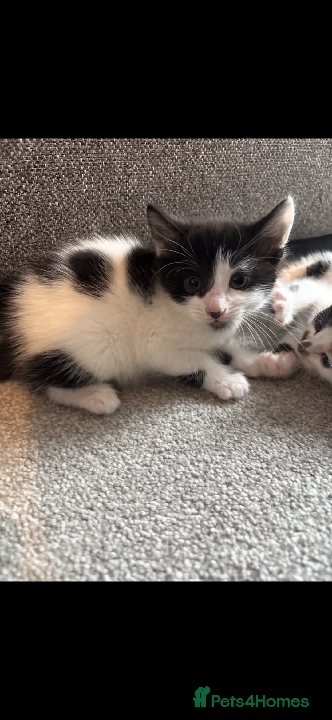 Mixed Breed cats for sale: Gorgeous female black and white kitten for sale  - Advert 1