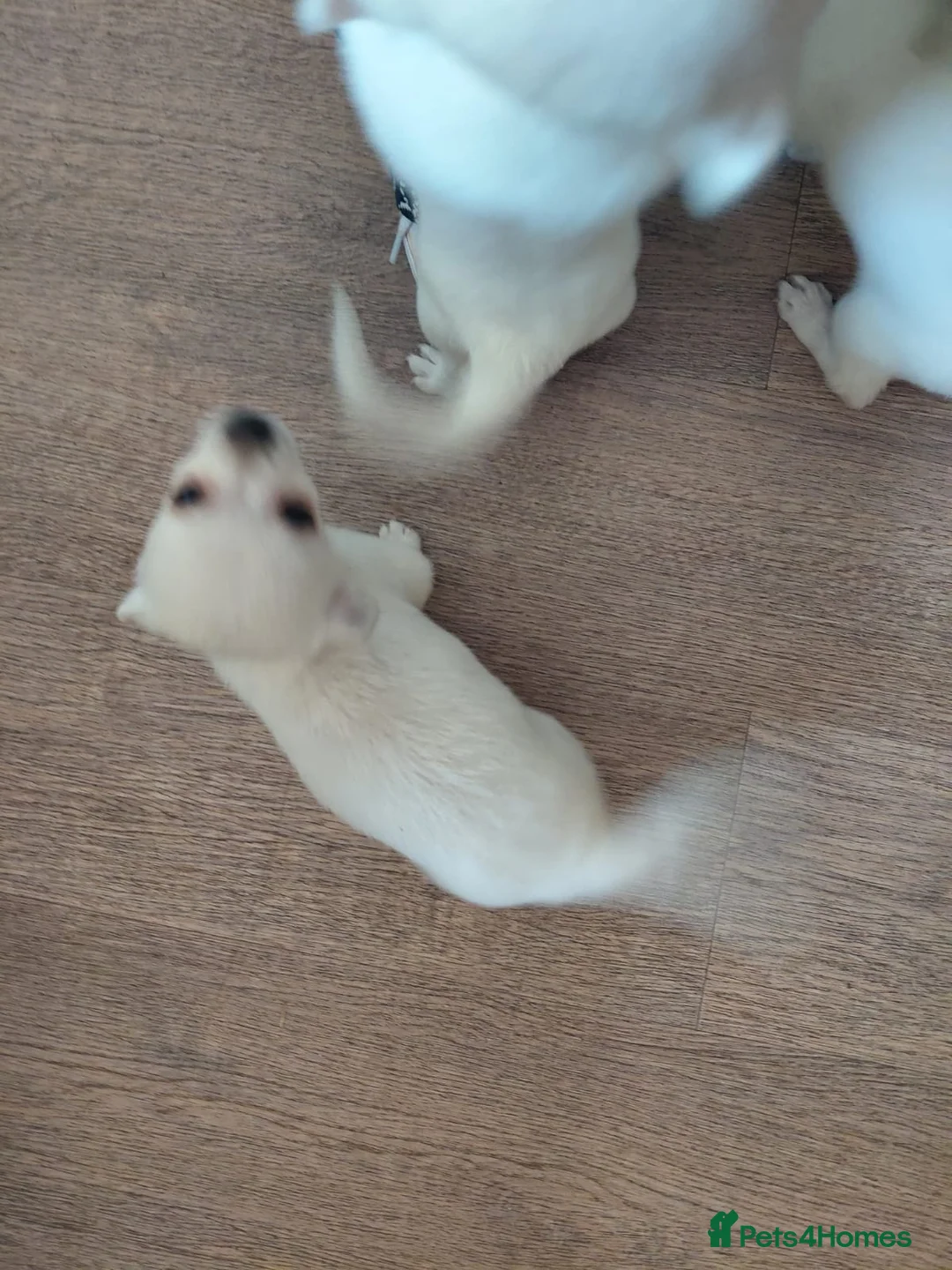 Chihuahua dogs for sale: Chihuahua pups in Chester-le-Street - Advert 11