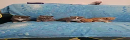 British Shorthair cats for sale: British shorthair  - Advert 9