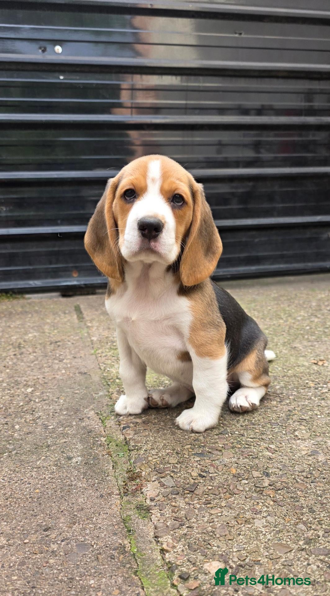 Beagle dogs 🐾Beautiful puppies, ready to go now!🐶💕 - Advert 3