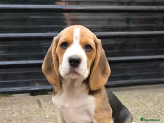 Beagle dogs 🐾Beautiful puppies, ready to go now!🐶💕 - Advert 3