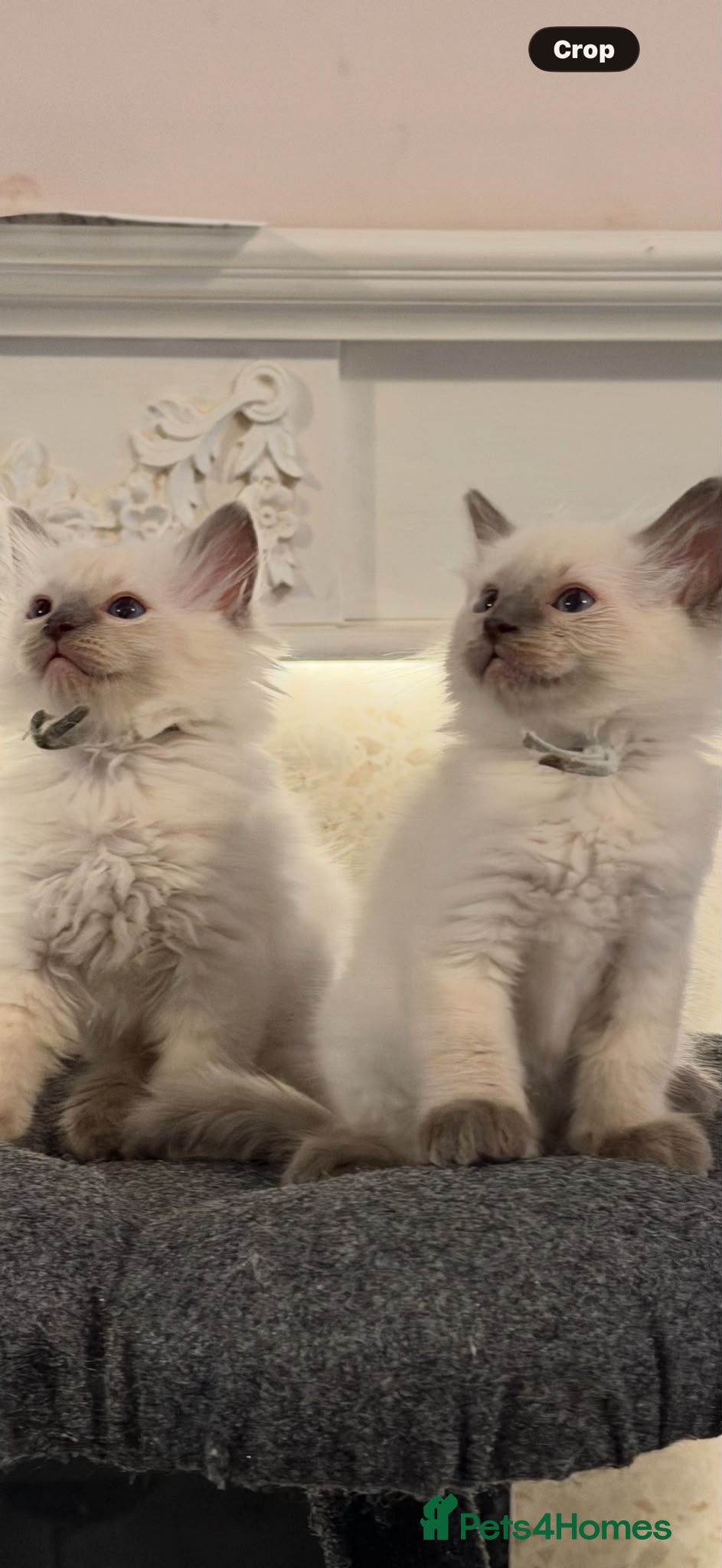 Ragdoll cats *** Only 3 male Pure Ragdoll Kittens Left*** - Advert 4