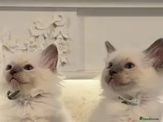 Ragdoll cats *** Only 3 male Pure Ragdoll Kittens Left*** - Advert 4