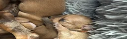 Mixed Breed dogs for sale: Mini dachshund cross  - Advert 13
