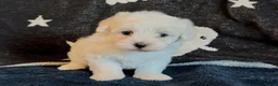 Maltese dogs for sale: Gorgeous Maltese puppies last boy and girl  - Advert 5