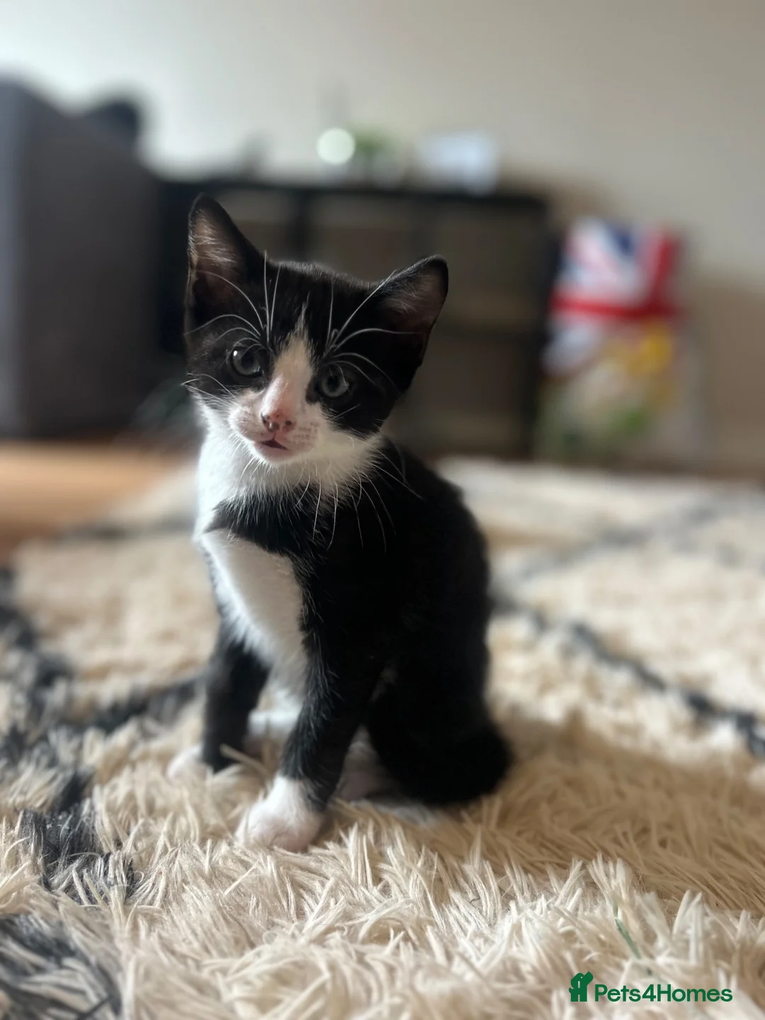 Domestic Shorthair cats for sale: Kittens - Advert 1