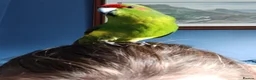 Parakeets birds for sale: 3 Kakarki parrots  in Durham - Advert 6