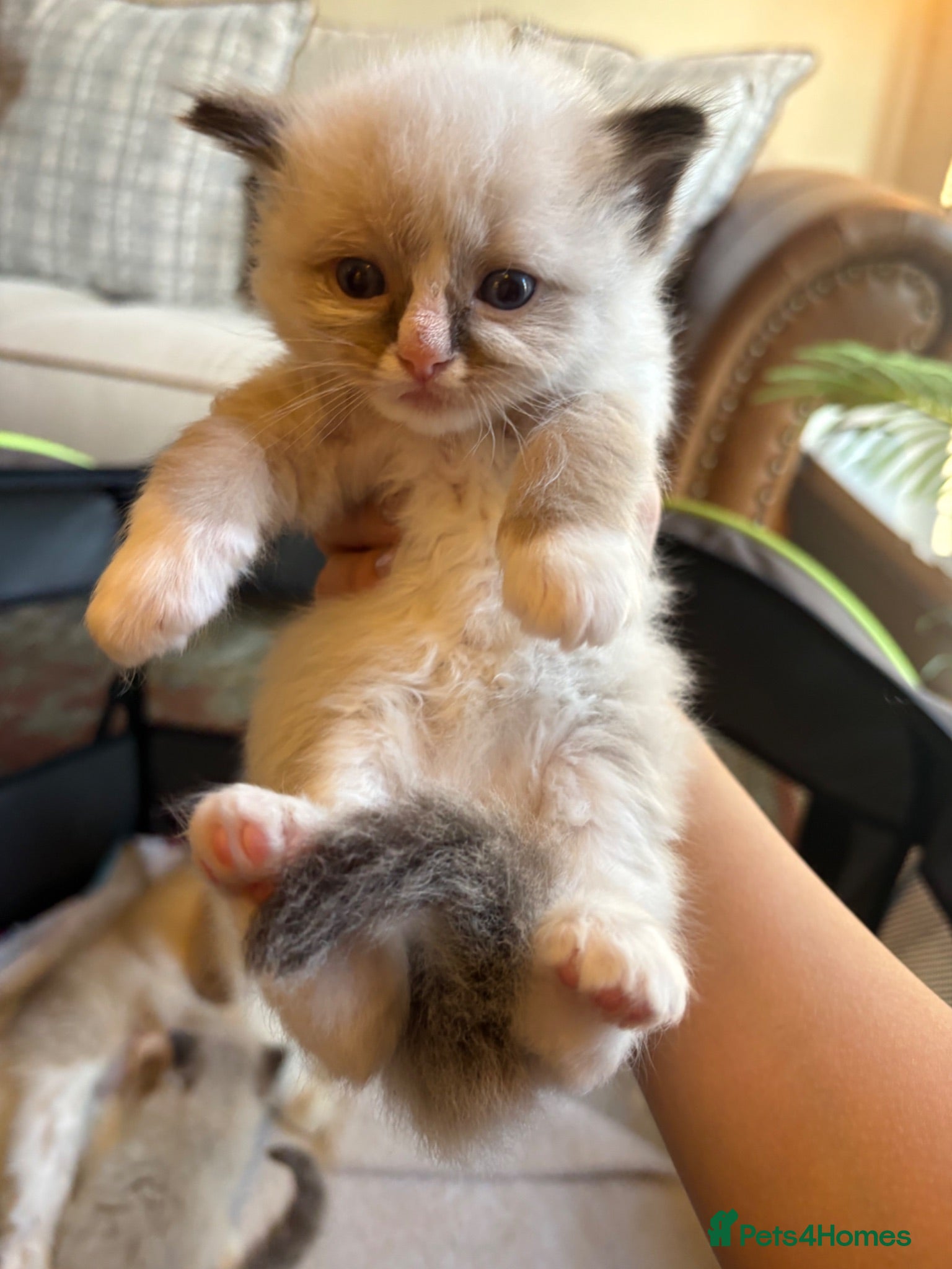 Ragdoll cats 💙 Four Beautiful Pure Ragdoll Kittens for Sale - Advert 2