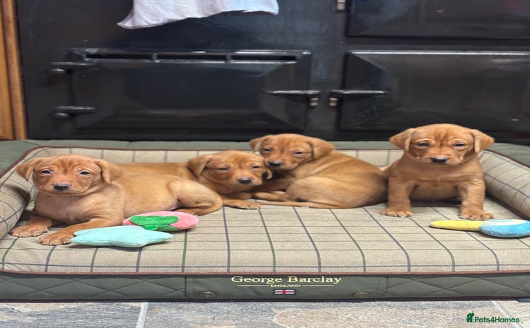 Labrador Retriever dogs Gorgeous KC Red Labrador Pups - Advert 2