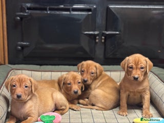 Labrador Retriever dogs Gorgeous KC Red Labrador Pups - Advert 18