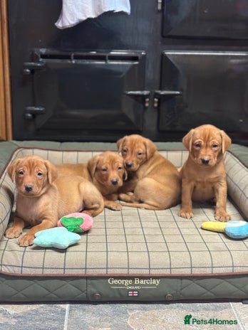 Labrador Retriever dogs Gorgeous KC Red Labrador Pups - Advert 2