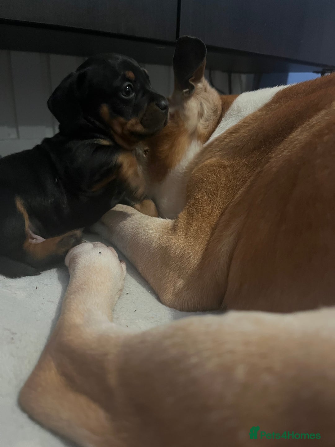 Mixed Breed dogs for sale: Miniature dachshund X French bulldog  - Image 36