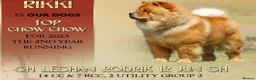 Chow Chow dogs for sale: Beautiful champion sired chow chow pups - Advert 4