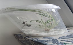 Praying Mantis invertebrates for sale: Mixed inverts mantis and more - Advert 8